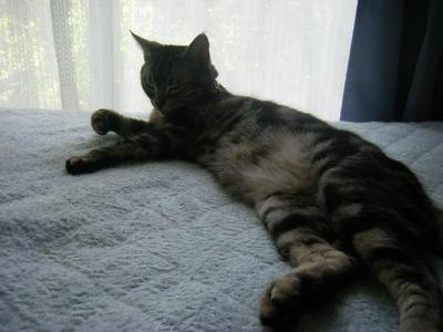 2008_07130009karizumai.JPG