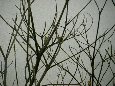 2011_02050003.JPG