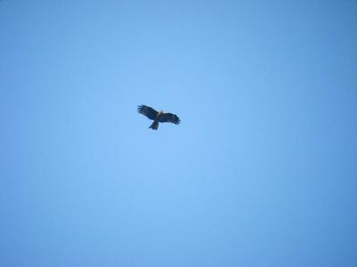 2011_04120004sanpo.JPG