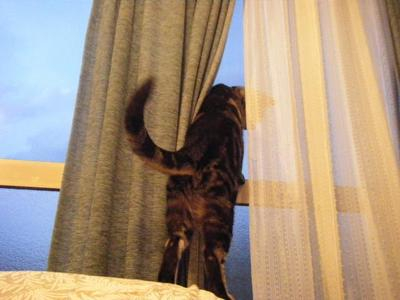 2011_05150012sasu.JPGのサムネール画像