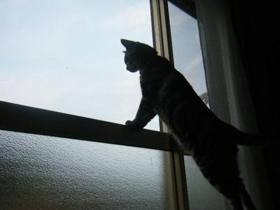 2011_05150015sasu.JPG