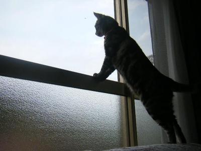 2011_05150016sasu.JPG