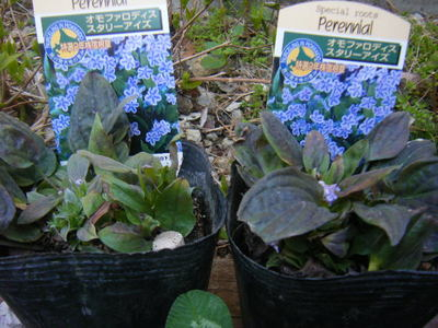 201303shade-3 .JPG