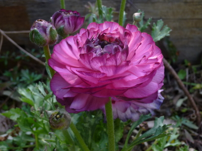 201403-flower (3).JPG
