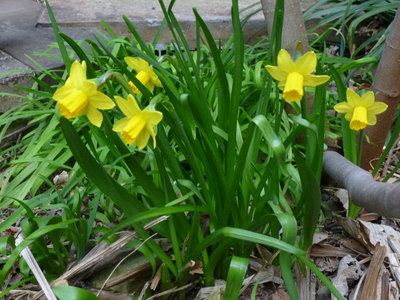 201403-flower (4).JPG