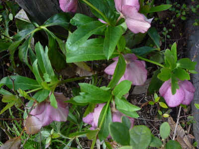 201403-flower (5).JPG