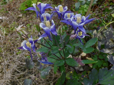 201403-flower (6).JPG