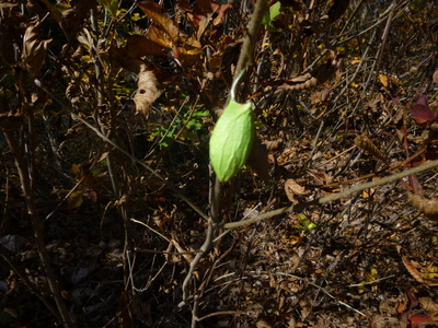 2014hakuba (17).JPG
