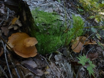2014hakuba (4).JPG