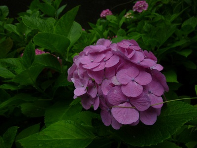 2015ajisai (2).JPG