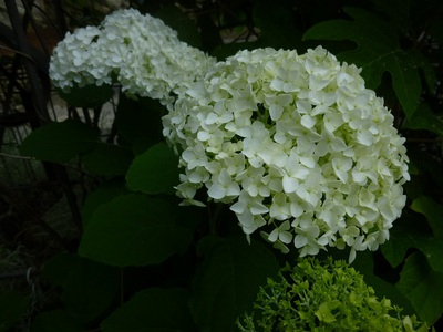 2015ajisai (3).JPG