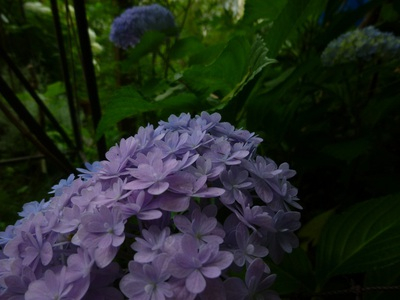 2015ajisai (4).JPG