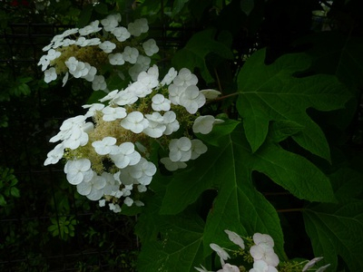 2015ajisai (5).JPG