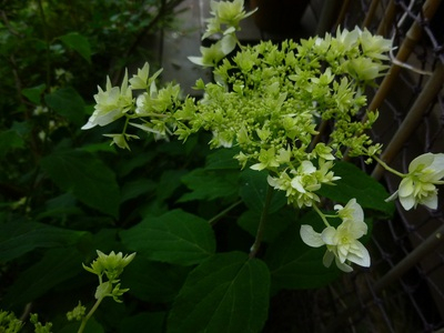 2015ajisai (6).JPG