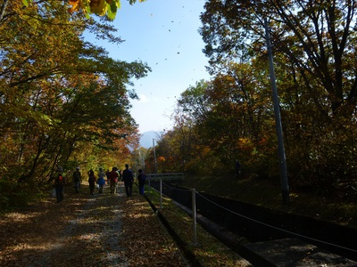 2015kinokogari (13).JPG