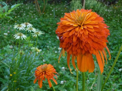 2016echinacea (2).JPG