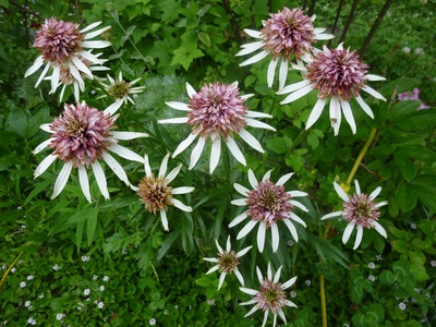 2016echinacea (3).JPG