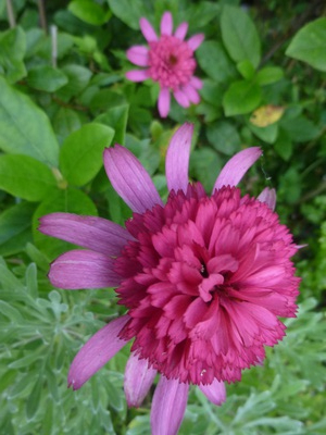 2016echinacea (4).JPG