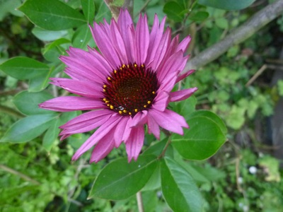 2016echinacea (5).JPG