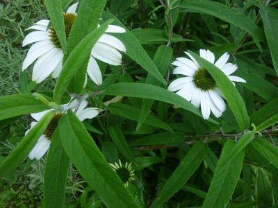 2016echinacea (6).JPG