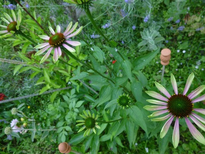 2016echinacea (7).JPG