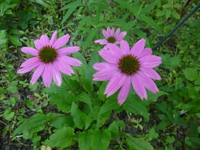 2016echinacea (8).JPG