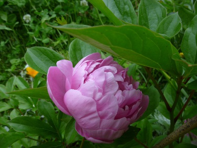 2016haruurara (4).JPG