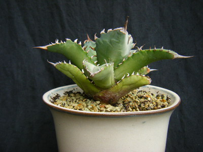 agave-no.1 (2).JPG