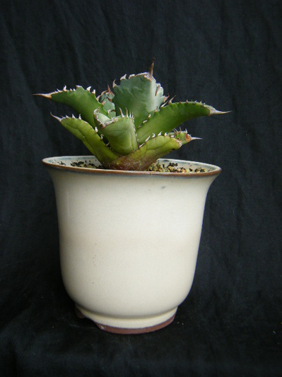 agave-no.1 (3).JPG