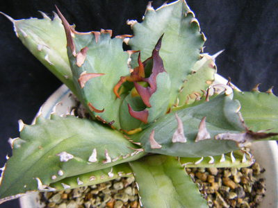 agave-no.1 (4).JPG