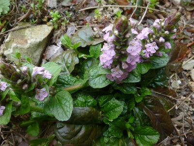 ajuga2016 (2).JPG