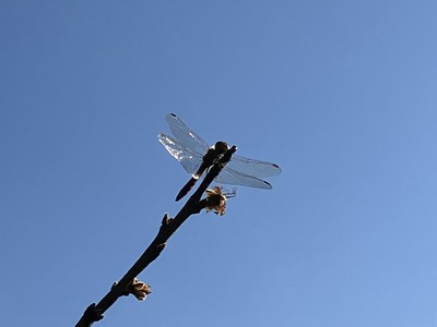 akatombo20221119-1.jpg