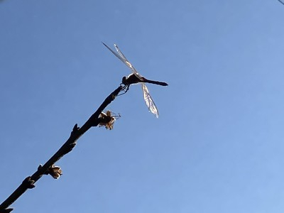 akatombo20221119-2.jpg