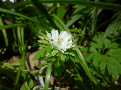 aprilgarden1604 (2).JPG