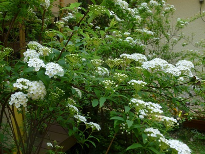 aprilgarden1604 (3).JPG