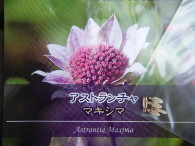 astrantia2013-2.JPG