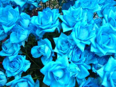 bluerose2010_05280008.JPG