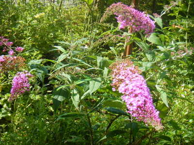 buddleja2013 (2).JPG
