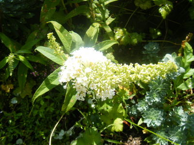 buddleja2013 (3).JPG
