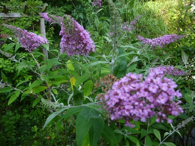 buddleja2016 (2).JPG