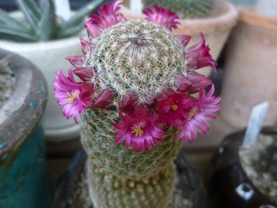 cactus1605 (2).JPG