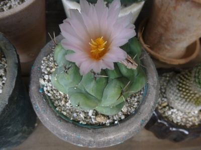 cactus1605 (5).JPG
