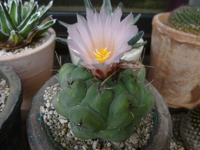 cactus1605 (6).JPG