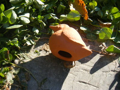 canetoppers-1.JPG