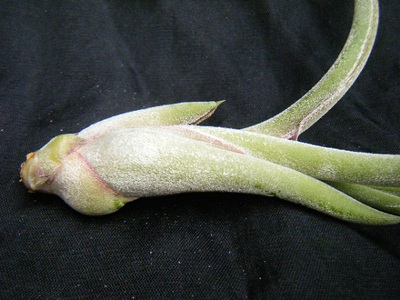 caputmedusae (2).JPG