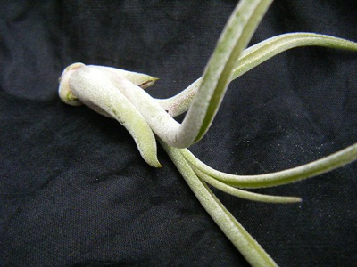 caputmedusae (3).JPG
