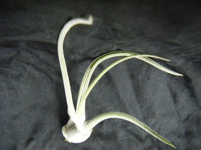 caputmedusae (4).JPG