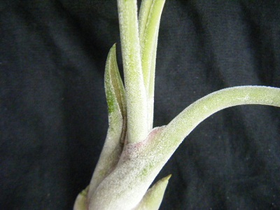 caputmedusae (5).JPG