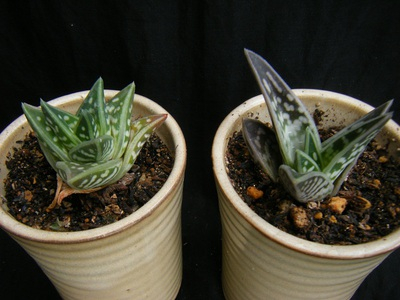 chiyodanishiki (2).JPG