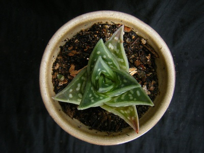 chiyodanishiki (5).JPG